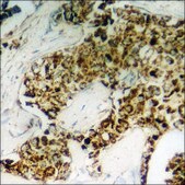 Anti-phospho-n-NOS (pSer852) antibody produced in rabbit affinity isolated antibody