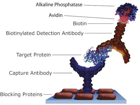 Avidin–Alkaline Phosphatase buffered aqueous solution