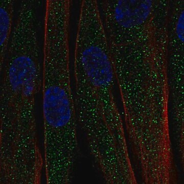 Anti-C1QTNF7 antibody produced in rabbit Prestige Antibodies&#174; Powered by Atlas Antibodies, affinity isolated antibody