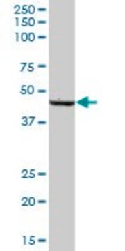 Anti-SCLY antibody produced in mouse IgG fraction of antiserum, buffered aqueous solution