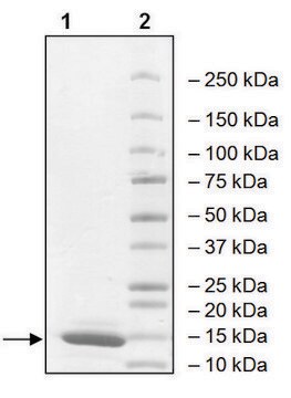 TRIM24 (896-1014) human recombinant, expressed in E. coli, &#8805;90% (SDS-PAGE)