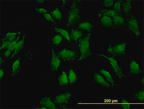 Monoclonal Anti-OCLN antibody produced in mouse clone 1G7, purified immunoglobulin, buffered aqueous solution