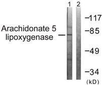 Anti-Arachidonate 5 Lipoxygenase antibody produced in rabbit affinity isolated antibody