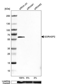 Anti-GORASP2 antibody produced in rabbit Prestige Antibodies&#174; Powered by Atlas Antibodies, affinity isolated antibody, buffered aqueous glycerol solution