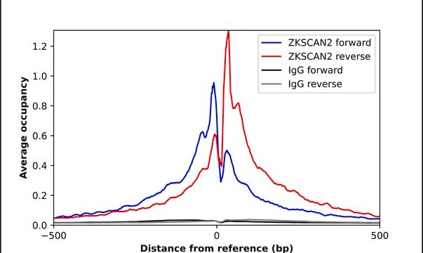 Anti-ZKSCAN2 antibody produced in rabbit Prestige Antibodies&#174; Powered by Atlas Antibodies, affinity isolated antibody, buffered aqueous glycerol solution