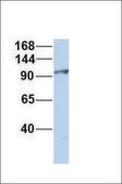 Anti-PHLDB1 antibody produced in rabbit affinity isolated antibody
