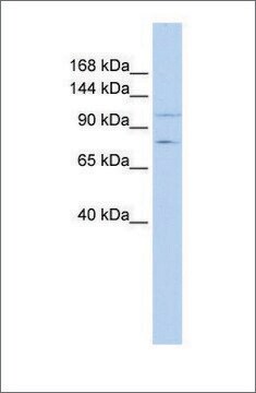 Anti-PTPRH antibody produced in rabbit affinity isolated antibody