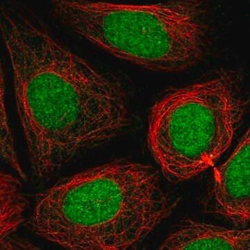 Anti-PHF8 antibody produced in rabbit Prestige Antibodies&#174; Powered by Atlas Antibodies, affinity isolated antibody