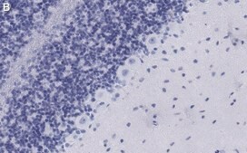 Anti-GABA Transporter-3 Antibody, clone 4E14 ZooMAb&#174; Rabbit Monoclonal recombinant, expressed in HEK 293 cells