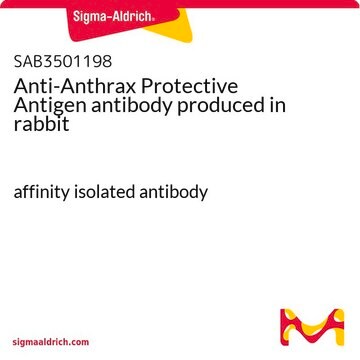 Anti-Anthrax Protective Antigen antibody produced in rabbit affinity isolated antibody