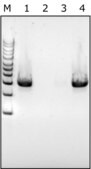 Lysozyme from chicken egg white free of DNA contaminants, suitable for Microbiome research, lyophilized powder, protein &#8805;90%, &#8805;40,000 units/mg protein