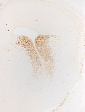 Anti-Gsh2 Antibody serum, from rabbit