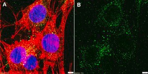 Anti-CXCL12/SDF1 Antibody, clone 5I2 ZooMAb&#174; Rabbit Monoclonal recombinant, expressed in HEK 293 cells