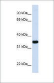 Anti-GAPDH affinity isolated antibody