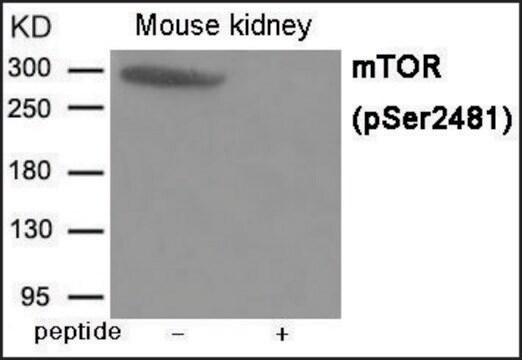 Anti-phospho-mTOR (pSer2481) antibody produced in rabbit affinity isolated antibody