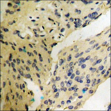 Anti-phospho-LATS1/2 (pThr1079/1041) antibody produced in rabbit affinity isolated antibody