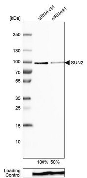 ANTI-SUN2 antibody produced in rabbit Prestige Antibodies&#174; Powered by Atlas Antibodies, affinity isolated antibody, buffered aqueous glycerol solution