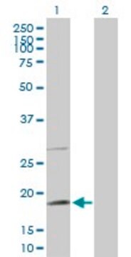 Anti-TAF8 antibody produced in rabbit purified immunoglobulin, buffered aqueous solution