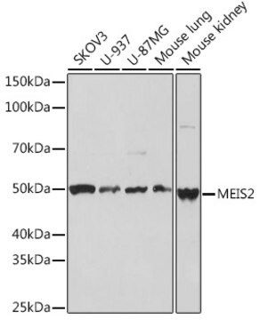 Anti-MEIS2 Antibody, clone 2A6I3, Rabbit Monoclonal