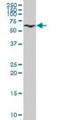 Anti-GPI antibody produced in mouse IgG fraction of antiserum, buffered aqueous solution
