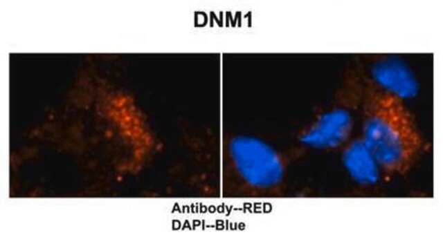 Anti-DNM1 antibody produced in rabbit affinity isolated antibody