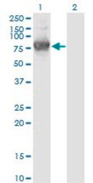 Monoclonal Anti-KLHL1 antibody produced in mouse clone 3C2, purified immunoglobulin, buffered aqueous solution