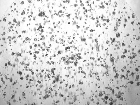 3dGRO&#174; Colorectal Organoids (POP.092.G2)
