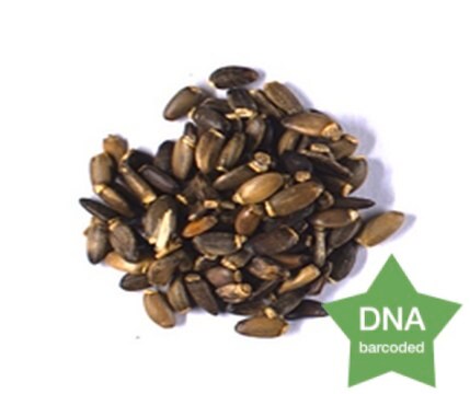 Silybum marianum Seeds Botanical reference material