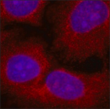 Anti-USP8 antibody, Mouse monoclonal clone US872, purified from hybridoma cell culture