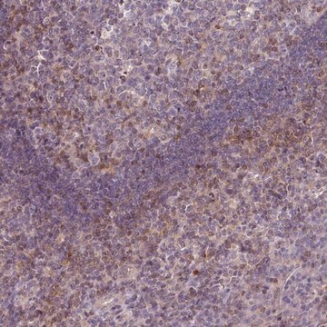 Anti-STAT5A antibody produced in rabbit Prestige Antibodies&#174; Powered by Atlas Antibodies, affinity isolated antibody, buffered aqueous glycerol solution