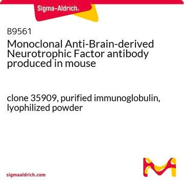 Monoclonal Anti-Brain-derived Neurotrophic Factor antibody produced in mouse clone 35909, purified immunoglobulin, lyophilized powder