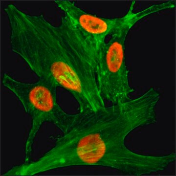 Anti-Acetyl-Histone H2A.Z (Lys4) antibody, Rabbit monoclonal recombinant, expressed in HEK 293 cells, clone RM221, purified immunoglobulin