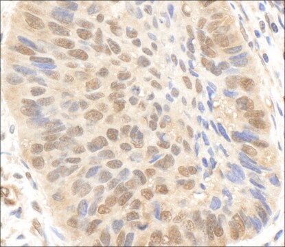 Rabbit anti-p300 Antibody, Affinity Purified Powered by Bethyl Laboratories, Inc.