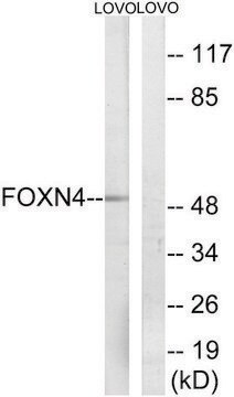 Anti-FOXN4 antibody produced in rabbit affinity isolated antibody