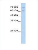 Anti-PDE9A antibody produced in rabbit affinity isolated antibody