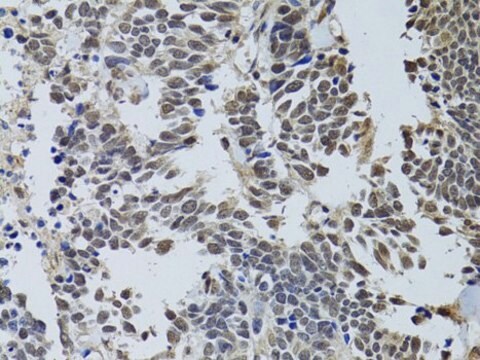 Anti-LKB1 antibody produced in rabbit