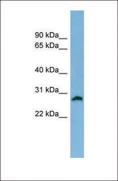 Anti-SRD5A2, (N-terminal) antibody produced in rabbit affinity isolated antibody