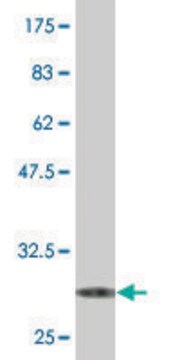 Monoclonal Anti-SRD5A2 antibody produced in mouse clone 1F4, purified immunoglobulin, buffered aqueous solution