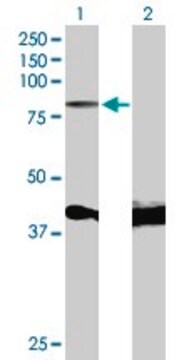 Anti-MYB antibody produced in mouse purified immunoglobulin, buffered aqueous solution