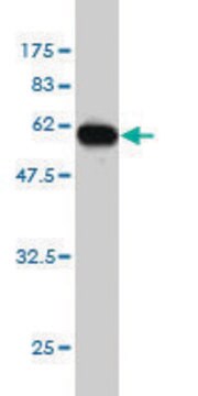 ANTI-ICOSLG antibody produced in mouse clone 4D12, purified immunoglobulin, buffered aqueous solution