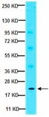 Anti-PDGF-AA Antibody from rabbit, purified by affinity chromatography