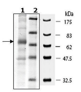 Sestrin 1 human recombinant, expressed in baculovirus infected Sf9 cells, &#8805;44% (SDS-PAGE)