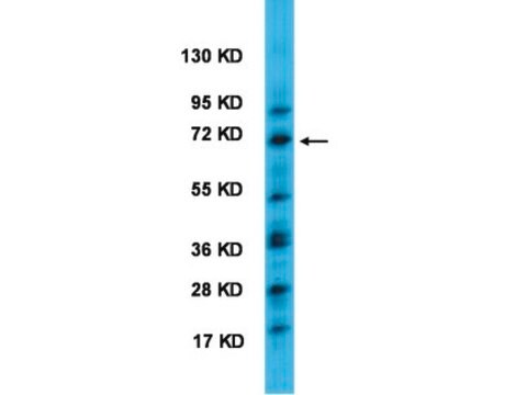 Anti-BMAL1 Antibody serum, from guinea pig