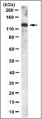 Anti-PERK Antibody, clone 4F6.1 clone 4F6.1, from mouse