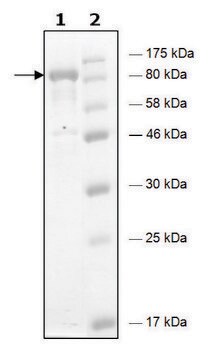 HDAC6 H216A human recombinant, expressed in baculovirus infected Sf9 cells, &#8805;75% (SDS-PAGE)