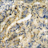 Anti-phospho-GRK2 (pSer685) antibody produced in rabbit affinity isolated antibody