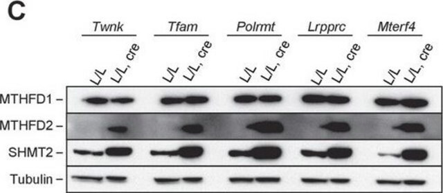 Anti-SHMT2 antibody produced in rabbit Prestige Antibodies&#174; Powered by Atlas Antibodies, affinity isolated antibody, buffered aqueous glycerol solution, Ab1