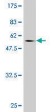 Monoclonal Anti-NCOA5 antibody produced in mouse clone 1E9, purified immunoglobulin, buffered aqueous solution