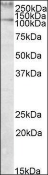 Anti-TLN1 antibody produced in goat affinity isolated antibody, buffered aqueous solution