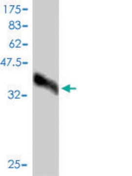 Monoclonal Anti-WFDC2 antibody produced in mouse clone 3F9, purified immunoglobulin, buffered aqueous solution